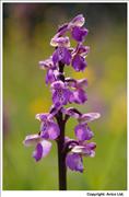 Green-winged Orchid - 3